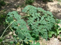 10 frische Moringa Samen - Moringa oleifera