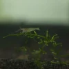 Futtergarnelen 50 Stück Fischfutter Lebendfutter Futter Garnelen DNZ Urlaubsfutter