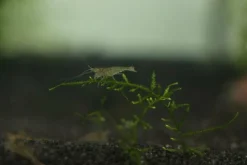 Futtergarnelen 50 Stück Fischfutter Lebendfutter Futter Garnelen DNZ Urlaubsfutter