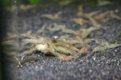 Futtergarnelen 50 Stück Fischfutter Lebendfutter Futter Garnelen DNZ Urlaubsfutter