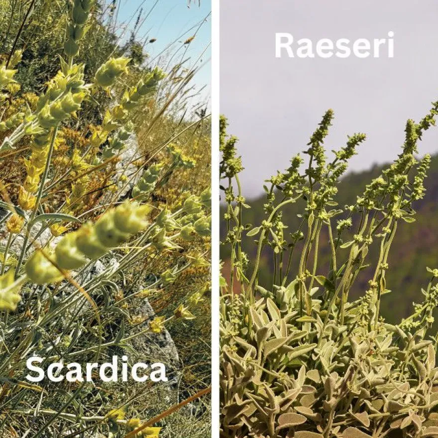 Griechischer Bergtee (Sideritis) - mild oder aromatisch | 1er & 2er Pack | Kokkino