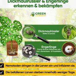 HB-Nematoden gegen gegen Dickmaulrüssler & Engerlinge