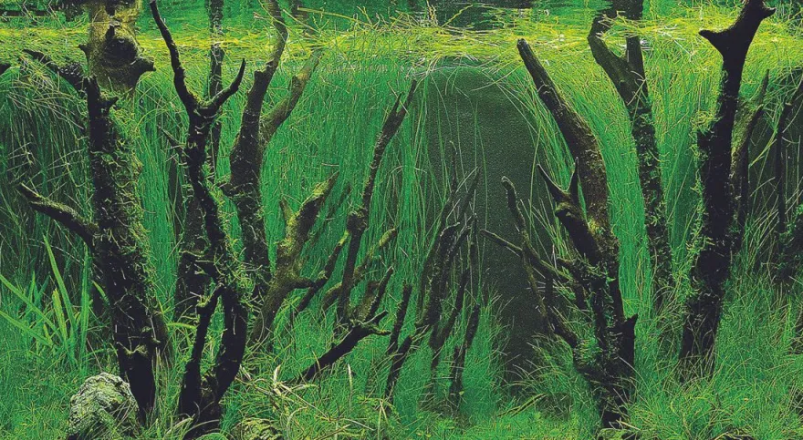 Hobby Fotorückwand Canyon / Woodland XL Rückwand 120x50cm Aquarium