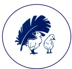 Hofmann Canada Kopfkissen Federkissen Kissen Polster 70x90 cm 1150 g 15% Daunen
