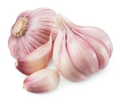 Hymor spanischer Knoblauch 16 Knollen Lila Knoblauch Ajo Morado aus Las Pedroneras
