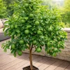 Kaffir Limette 140-180 cm Citrus Hystrix Kaffernlimette Combava Pflanze