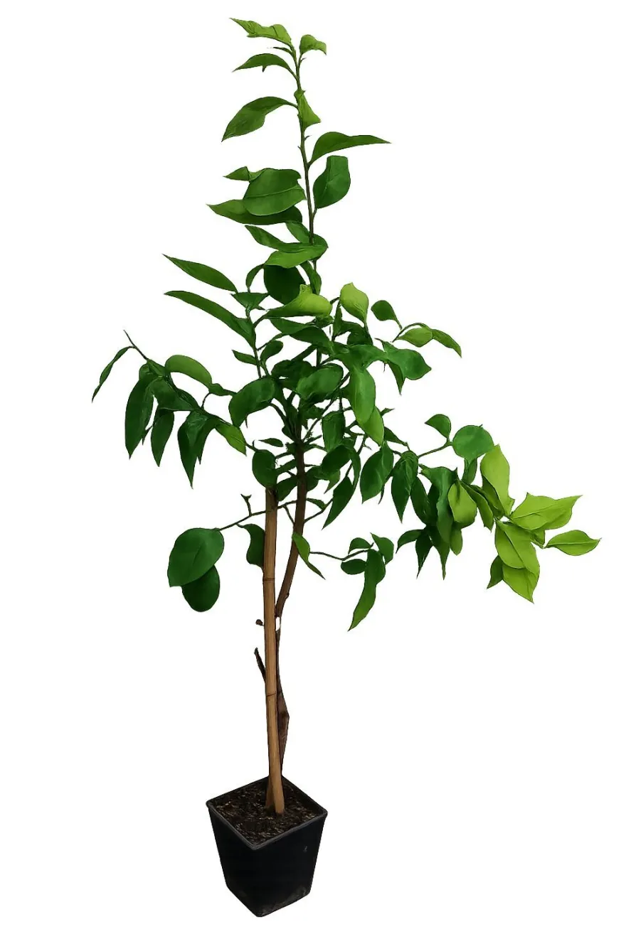 Kaffir Limette 140-180 cm Citrus Hystrix Kaffernlimette Combava Pflanze