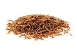 10 kg Mehlwürmer getrocknet - Koifutter, Fische, Nager, Vögel, Reptilien, Koi