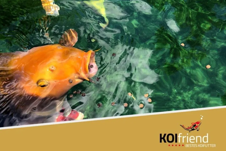 Koifutter Top Energy 15 kg 3mm 6mm Koi Wachstumsfutter Fischfutter Teich