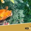 Koifutter Winter Balance 3 kg Zierfischfutter Herbst Winter sinkend Koi Fisch Teich