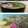 Kriecht über den Boden / Bodengrund Rote Seerose Nymphea Rose Arey Wasserpflanze