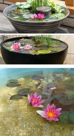 Kriecht über den Boden / Bodengrund Rote Seerose Nymphea Rose Arey Wasserpflanze