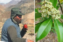 Mate Strauch - Ilex Paraguariensis - 20 Frische Samen - Für den berühmten Mate Tee