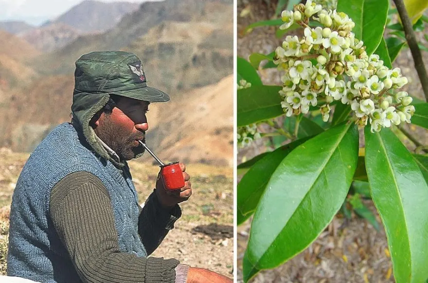 Mate Strauch - Ilex Paraguariensis - 20 Frische Samen - Für den berühmten Mate Tee