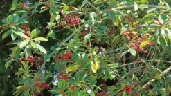 Mate Strauch - Ilex Paraguariensis - 20 Frische Samen - Für den berühmten Mate Tee