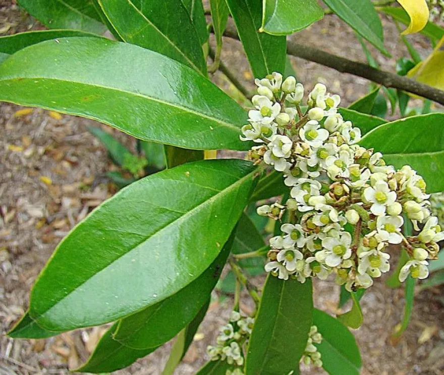 Mate Strauch - Ilex Paraguariensis - 20 Frische Samen - Für den berühmten Mate Tee