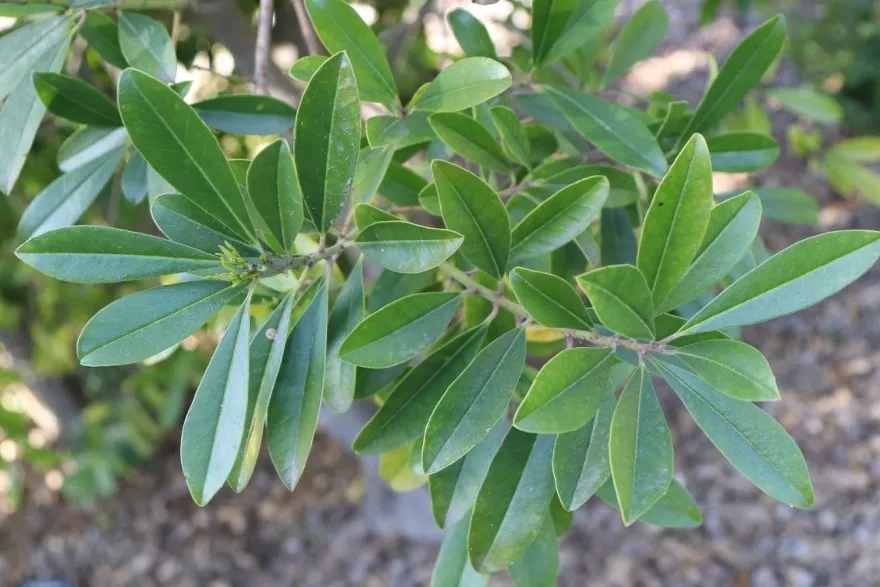 Mate Strauch - Ilex Paraguariensis - 20 Frische Samen - Für den berühmten Mate Tee