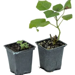 Paulownia Shandong, Blauglockenbaum im Topf
