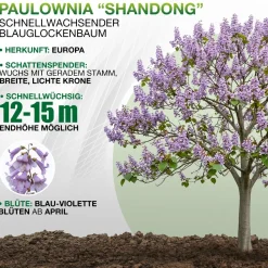 Paulownia Shandong, Blauglockenbaum im Topf