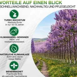 Paulownia Shandong, Blauglockenbaum im Topf
