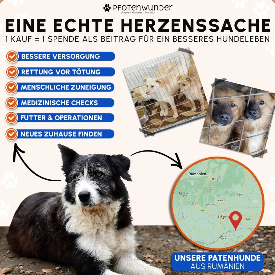 PFOTENWUNDER® XXL-Profi-Agility Set Hunde Groß + 3 Meter-Tunnel + 21 Min. Hundeschule