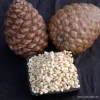 Pinienkerne Korea 100 g