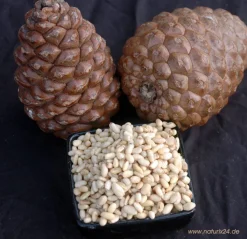Pinienkerne Korea 100 g