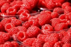 Ponthier Rote Früchte Fruchtpüree 6x 1kg Premium Beerenpüree 90% Frankreich Serbien