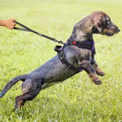 PoyPet Reflektierendes Hundegeschirr, Front-Clip, Violett, Größe S
