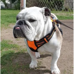 rabbitgoo Anti Zug Hundegeschirr L Orange - Sichere Führung & Komfort für Ihren