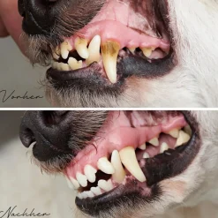 REAVET DentaVital Zahnpflege Pulver für Hund & Katze 300g - Zahnsteinentferner
