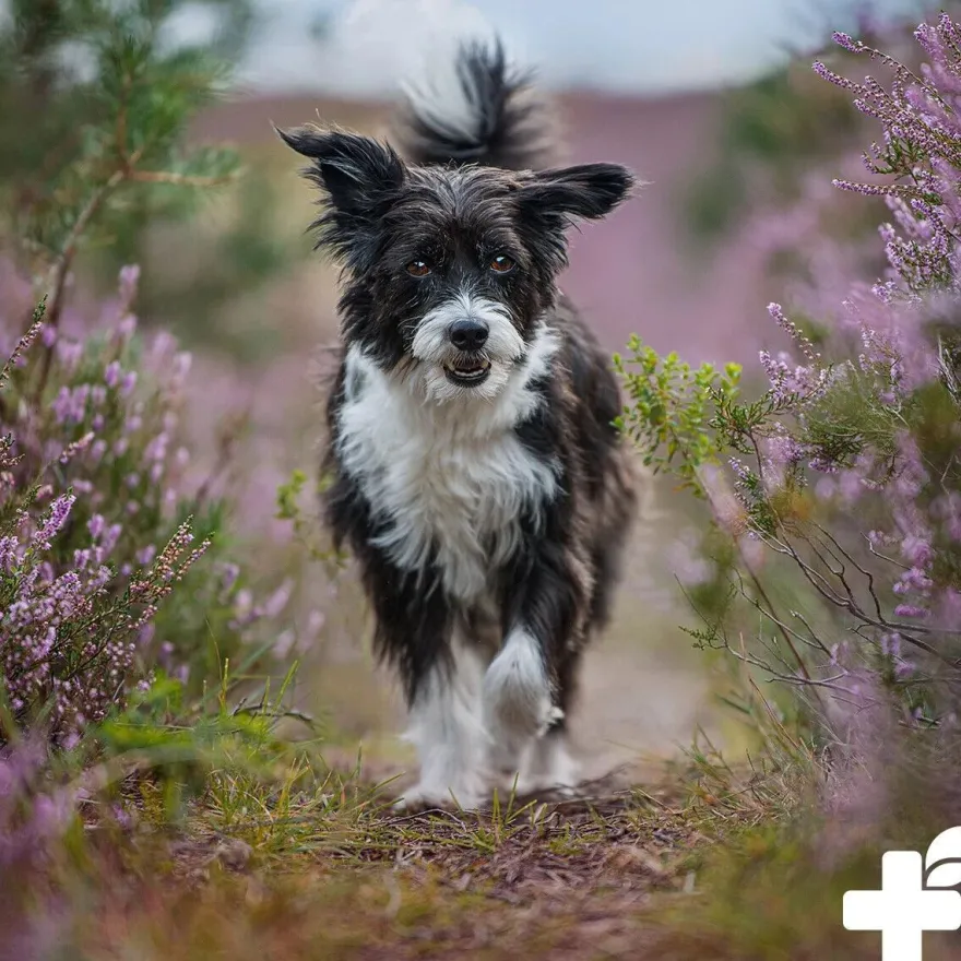 REAVET DentaVital Zahnpflege Pulver für Hund & Katze 300g - Zahnsteinentferner