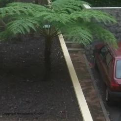 Riesige Palme : Antarktischer Baumfarn.. winterhart .. Gartenpalme .. Sämerei