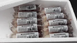 rote Mückenlarven 5 x 90ml