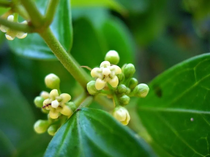 SAMEN - Gurmar - Gymnema sylvestre 5+ Samen - mehrjährige Kletterpflanze E 312