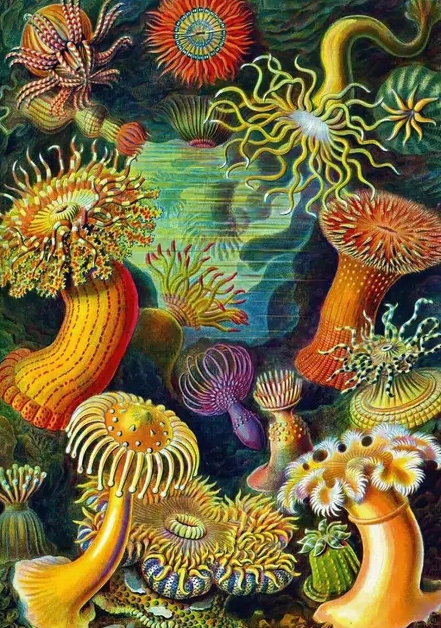 Seeanemonen, Haeckel