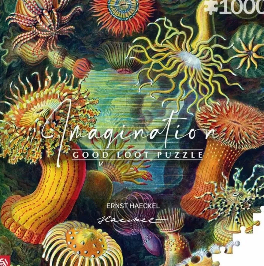 Seeanemonen, Haeckel