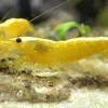 10 St. gelbe Garnelen - Yellow Fire neon Stripe