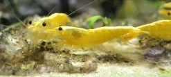 10 St. gelbe Garnelen - Yellow Fire neon Stripe