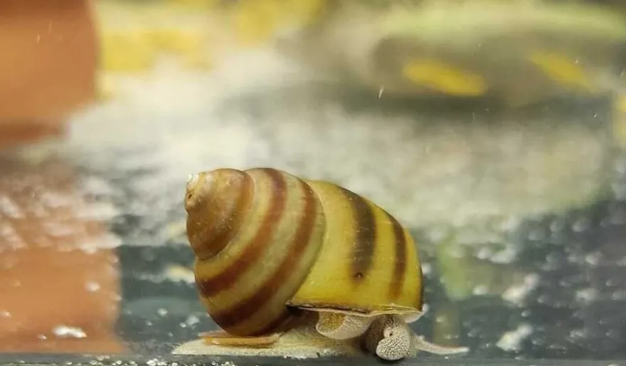 Sumpfdeckelschnecke - Teichschnecke