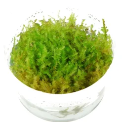Tropica In Vitro 1-2 Grow Vesicularia dubyana ?Christmas? Christmasmoos
