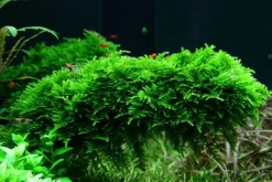 Tropica In Vitro 1-2 Grow Vesicularia dubyana ?Christmas? Christmasmoos