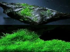 Unterwasserfarn winterhart für Teich und Aquarium / Wasserpflanzen