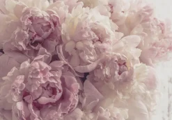 Vlies Fototapete Blumen Rose Pfingstrosen Modern TAPETE XXL Wohnzimmer Schlafzimmer