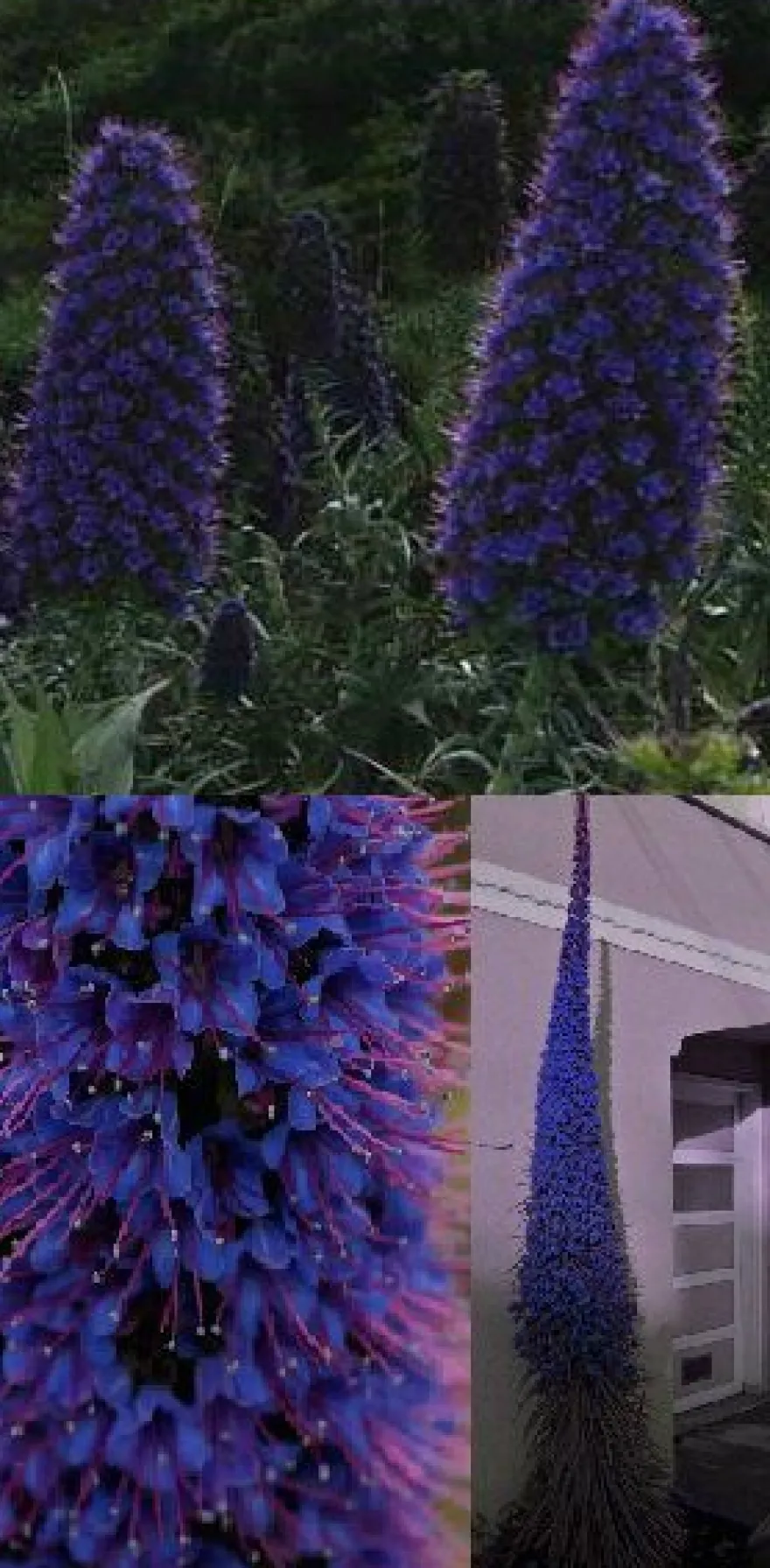 Von der Blumeninsel - Blauer Riesen-Natternkopf Echium pininana - Frische Samen