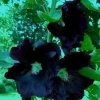 Wächst hoch wie ein Baum : Winterfeste Schwarze Rose Alcea rosea niger ! Saatgut