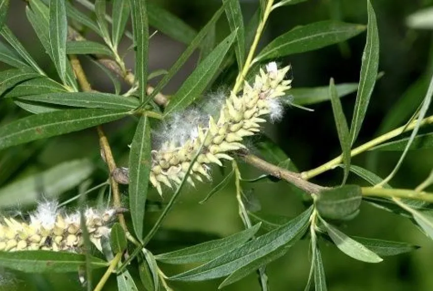 Weidenrinde Purpurweide geschnitten mit nat. Salicin