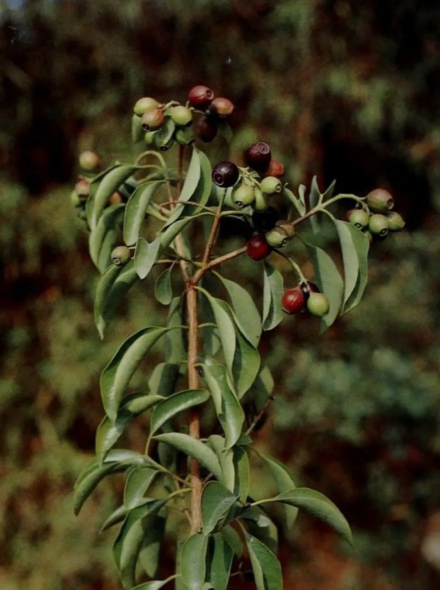 Weißer Sandelholzbaum - Santalum Album - 10 frische Samen