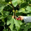 winterharte Gebirgsfeige Ficus afghanistanica mit lecker süßen Früchten / Samen