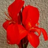 Wunderschöner Canna Indica Farbenmix - Rot , Gelb , Rosa - Sortenrein verpackt -Samen